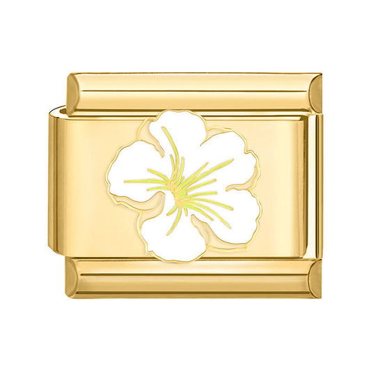 Hibiscus blanc